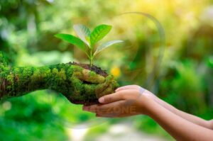 environment Earth Day In the hands of trees growing seedlings. Bokeh green Background Female hand holding tree on nature field grass Forest conservation concept