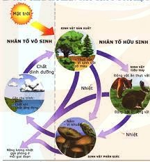 Sinh thái học là gì?