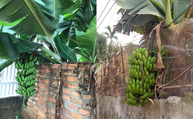 Trái cây trổ sang vườn người khác, có được ăn không