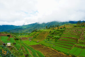 đất ở