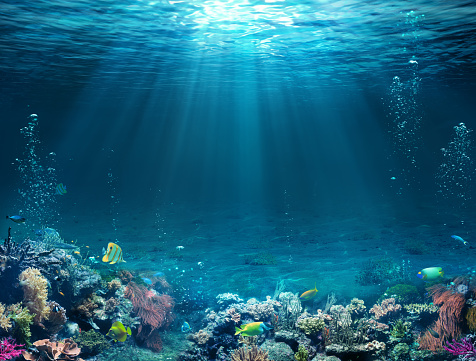 bảo vệ môi trường nước biển 